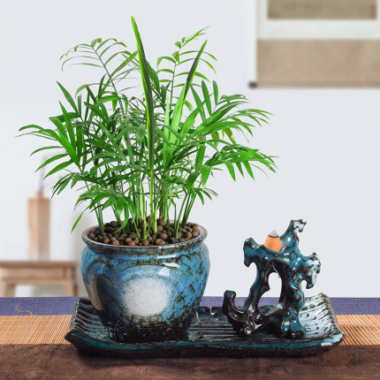 袖珍椰子