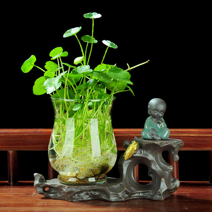 水培铜钱草