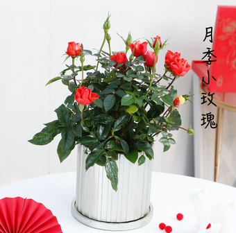 年花-月季小玫瑰