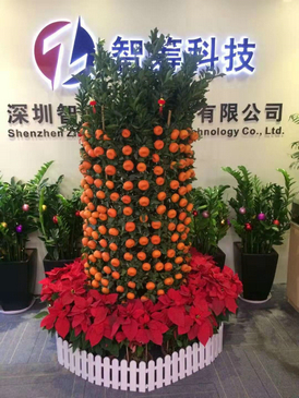 年桔