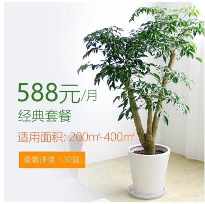 588/月适合办公室植物租花套餐 200-400平方