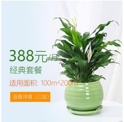 388/月适合办公室植物租花套餐 100-200平方