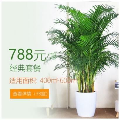 788/月适合办公室植物租花套餐 400-600平方