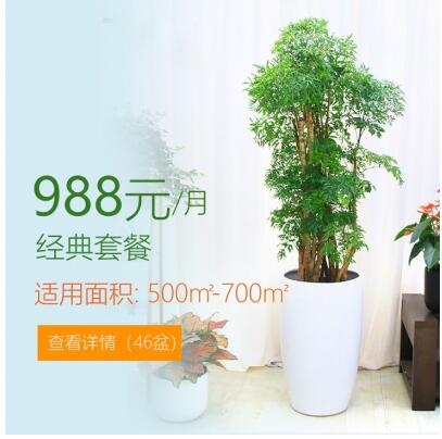 988/月适合办公室植物租花套餐 500-700平方