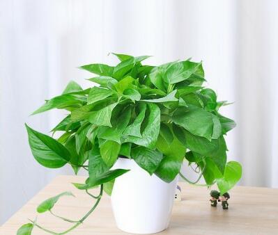 深圳植物租赁服务流程