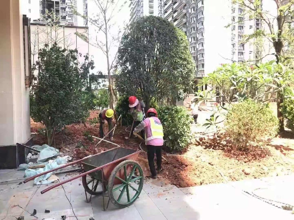 树木修剪