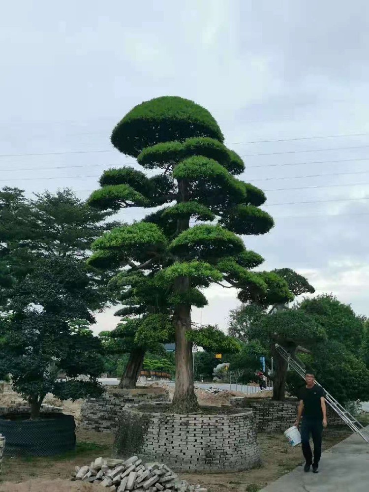 定期养护